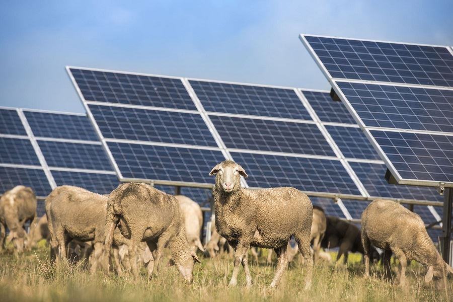 solar farm mount